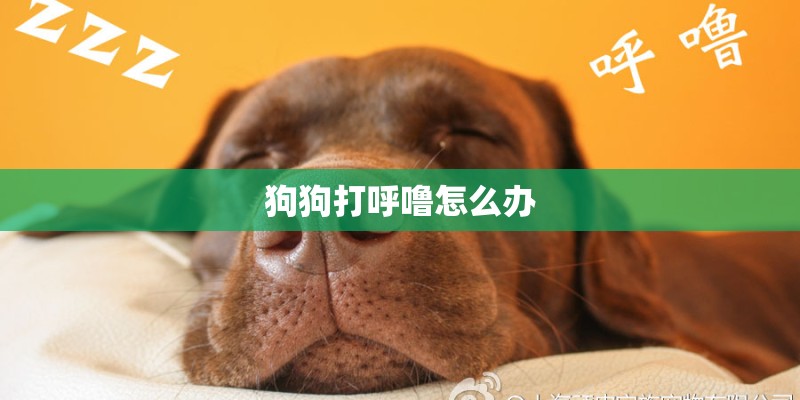 如何坚定是否是比特幼犬 如何坚定是否是比特幼犬