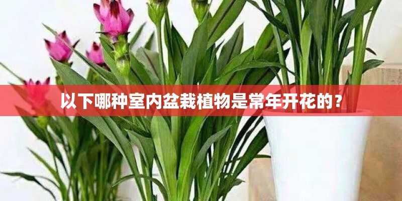 以下哪种室内盆栽植物是常年开花的? 以下哪种室内盆栽植物是常年开花的?