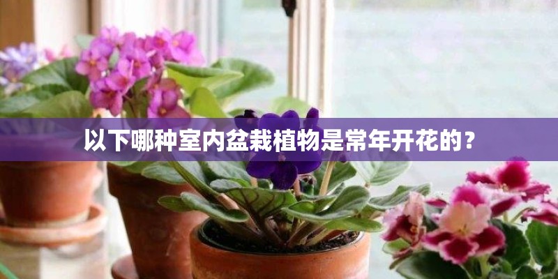 以下哪种室内盆栽植物是常年开花的? 以下哪种室内盆栽植物是常年开花的?