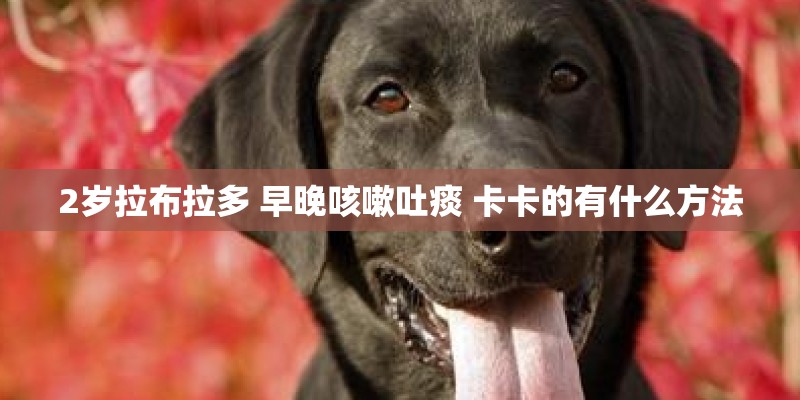 2岁拉布拉多 早晚咳嗽吐痰 卡卡的有什么方法 2岁拉布拉多 早晚咳嗽吐痰 卡卡的有什么方法