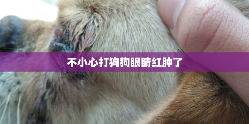 不小心打狗狗眼睛红肿了 不小心打狗狗眼睛红肿了