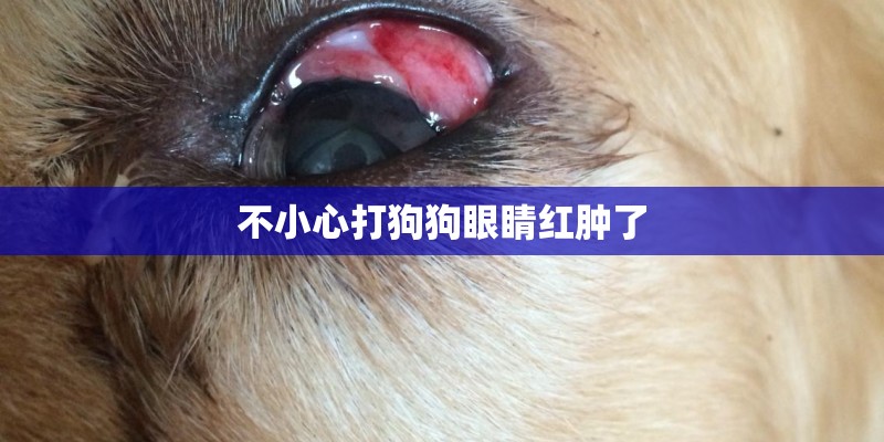 不小心打狗狗眼睛红肿了 不小心打狗狗眼睛红肿了