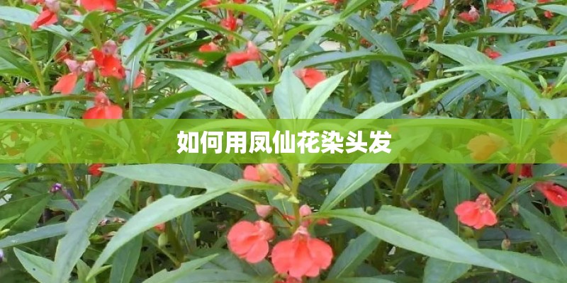 如何用凤仙花染头发