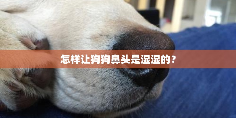 怎样让狗狗鼻头是湿湿的? 怎样让狗狗鼻头是湿湿的?
