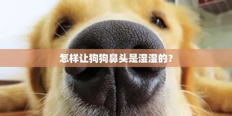 怎样让狗狗鼻头是湿湿的? 怎样让狗狗鼻头是湿湿的?