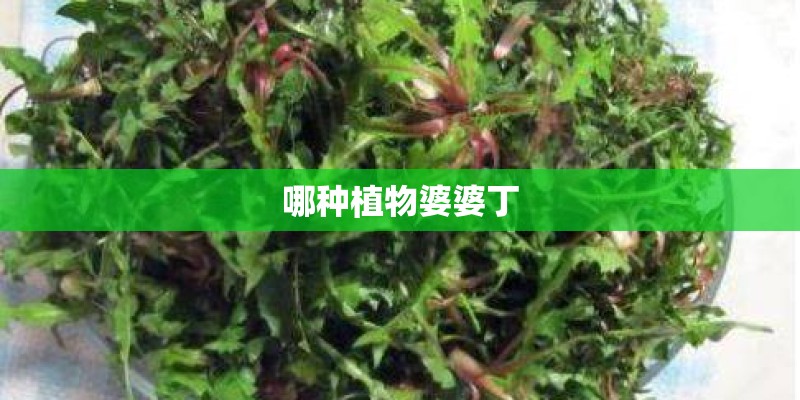 哪种植物婆婆丁