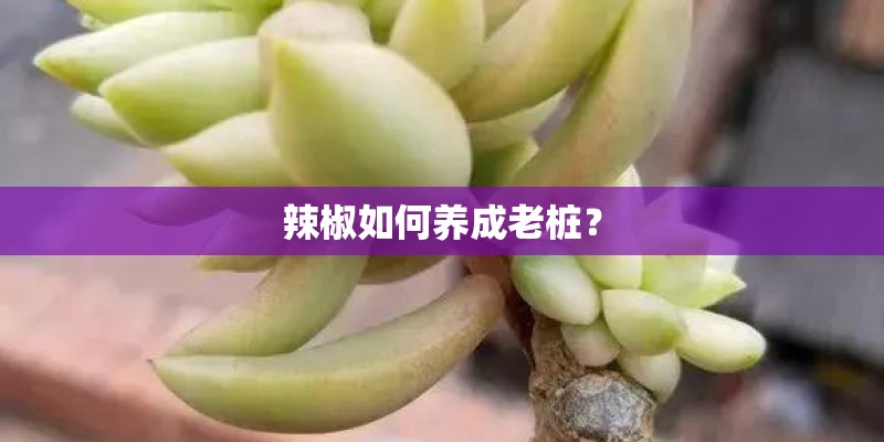 辣椒如何养成老桩？
