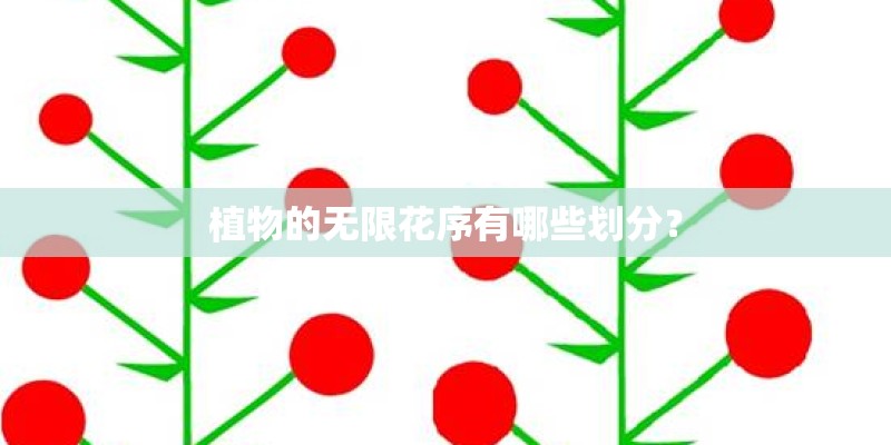 植物的无限花序有哪些划分？