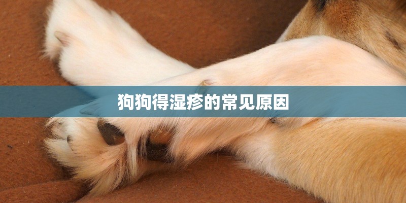 狗狗得湿疹的常见原因