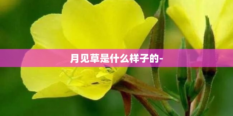月见草是什么样子的-