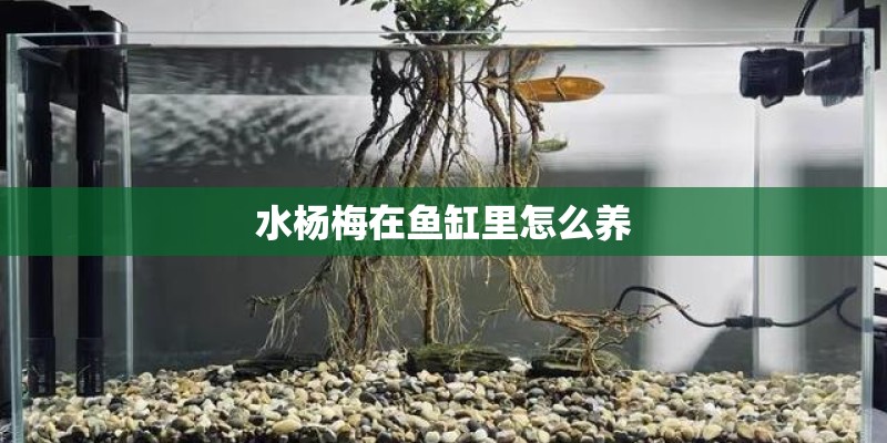 水杨梅在鱼缸里怎么养