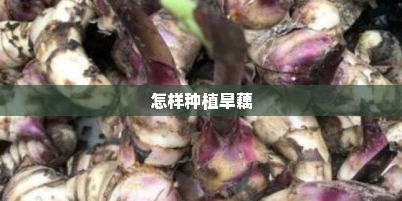怎样种植旱藕