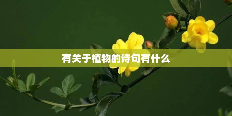 有关于植物的诗句有什么