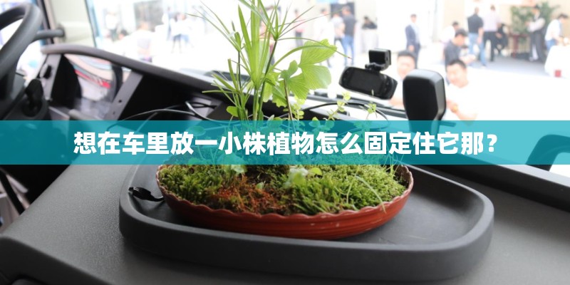 想在车里放一小株植物怎么固定住它那？