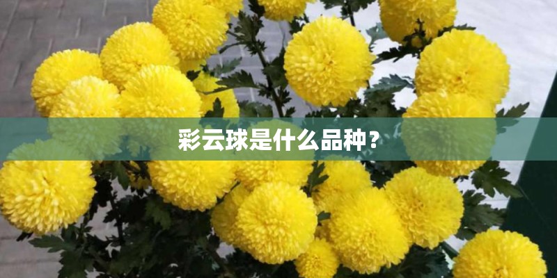 作物调查报告