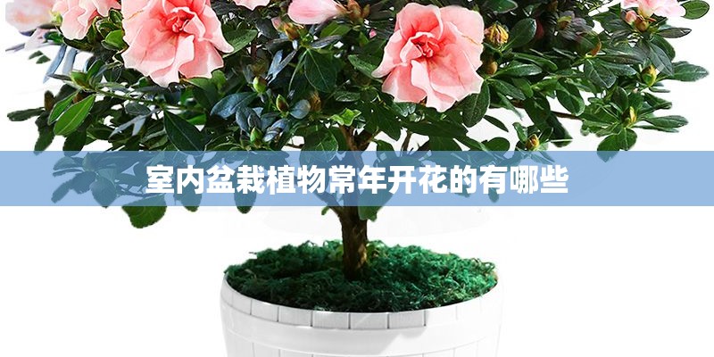 室内盆栽植物常年开花的有哪些