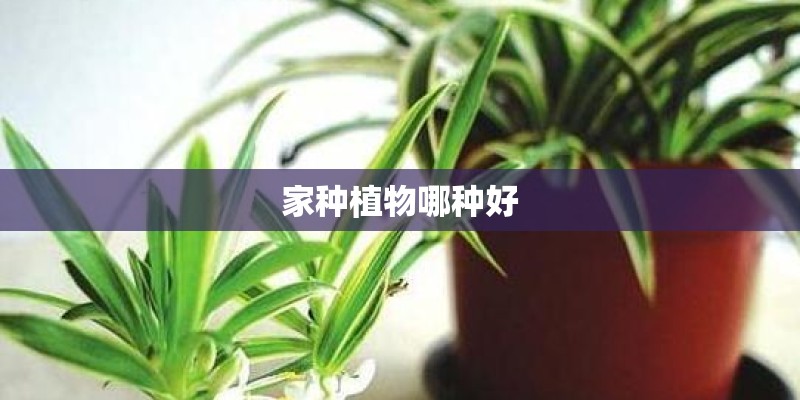 家种植物哪种好