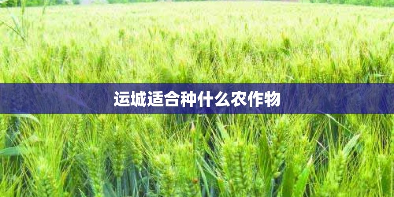 运城适合种什么农作物
