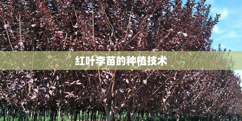 红叶李苗的种植技术
