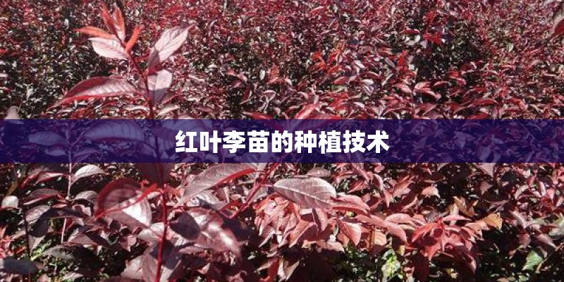 红叶李苗的种植技术