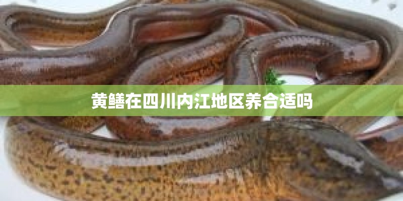 黄鳝在四川内江地区养合适吗 黄鳝在四川内江地区养合适吗