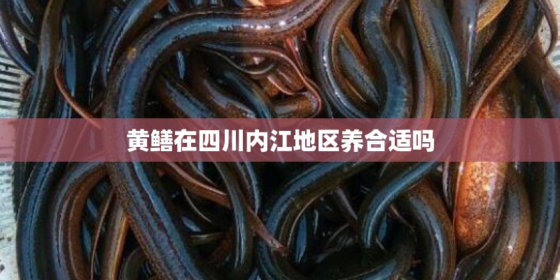 黄鳝在四川内江地区养合适吗 黄鳝在四川内江地区养合适吗