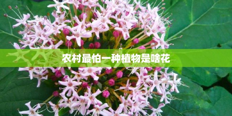 农村最怕一种植物是啥花 农村最怕一种植物是啥花