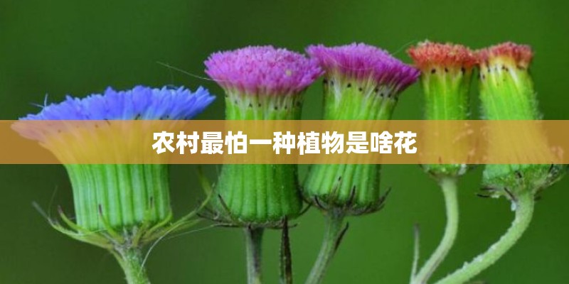 农村最怕一种植物是啥花 农村最怕一种植物是啥花