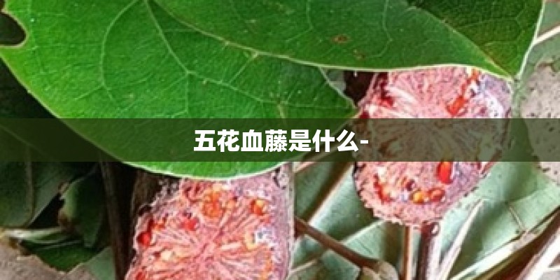 五花血藤是什么- 五花血藤是什么-