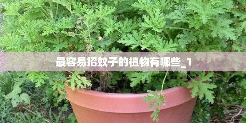 最容易招蚊子的植物有哪些_1