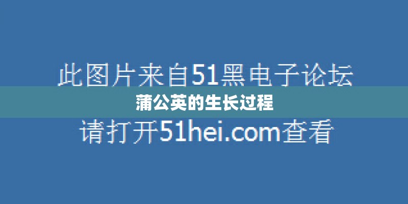 蒲公英的生长过程
