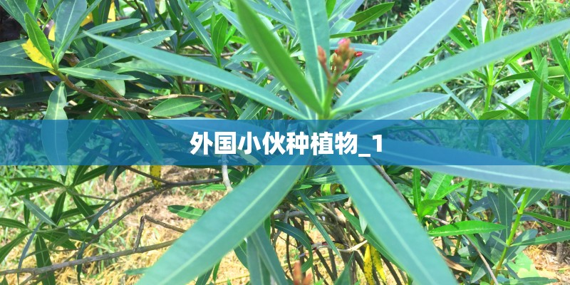 外国小伙种植物_1
