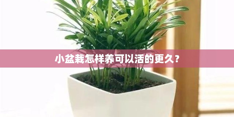 小盆栽怎样养可以活的更久？