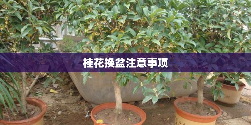 桂花换盆注意事项 桂花换盆注意事项