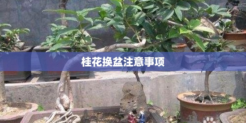 桂花换盆注意事项 桂花换盆注意事项