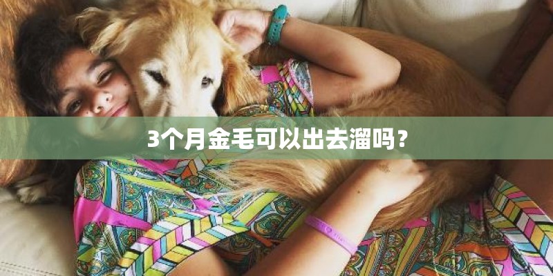 3个月金毛可以出去溜吗？