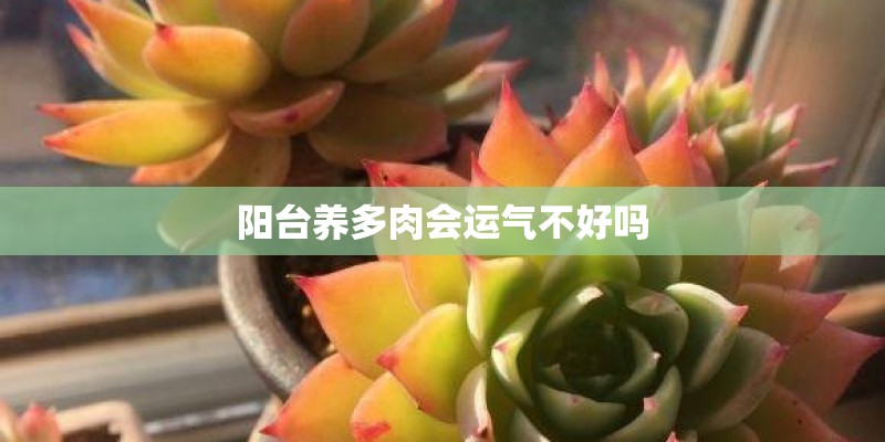 阳台养多肉会运气不好吗