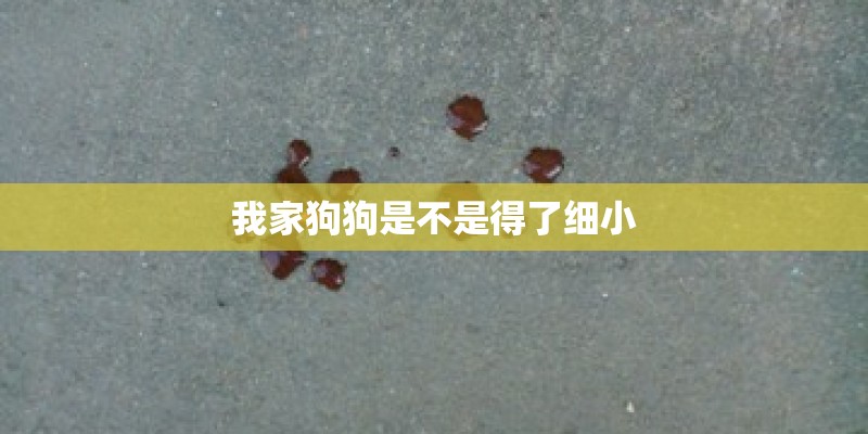 我家狗狗是不是得了细小 我家狗狗是不是得了细小