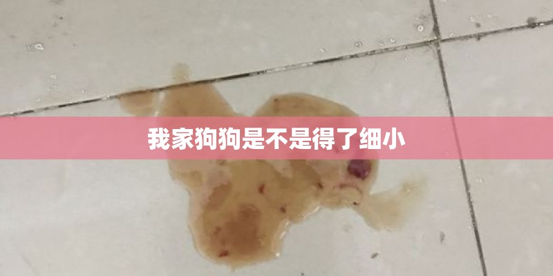 我家狗狗是不是得了细小 我家狗狗是不是得了细小