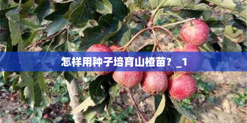 农村当中常见的垂盆草有什么作用呢? 农村当中常见的垂盆草有什么作用呢?