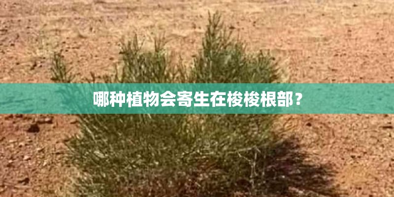 哪种植物会寄生在梭梭根部？