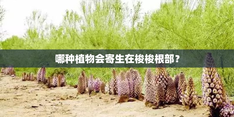 农村当中常见的垂盆草有什么作用呢? 农村当中常见的垂盆草有什么作用呢?