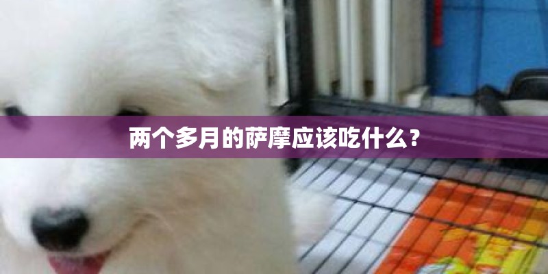 两个多月的萨摩应该吃什么？