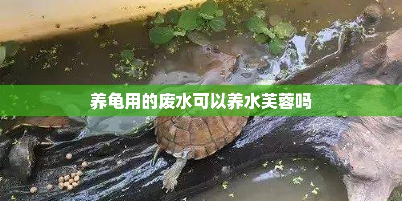 养龟用的废水可以养水芙蓉吗