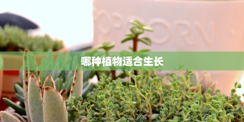 哪种植物适合生长