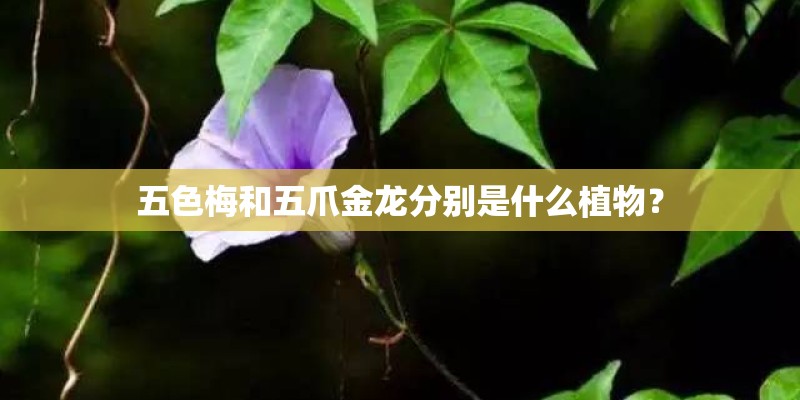 五色梅和五爪金龙分别是什么植物？