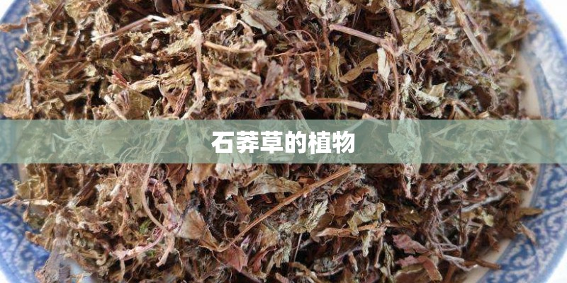 石莽草的植物