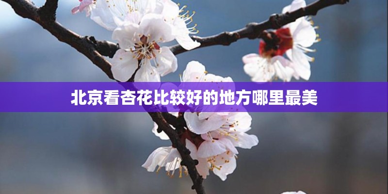 北京看杏花比较好的地方哪里最美