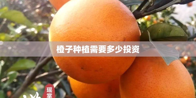 橙子种植需要多少投资
