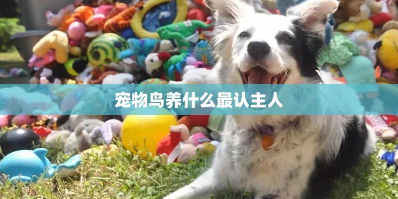 宠物鸟养什么最认主人 宠物鸟养什么最认主人